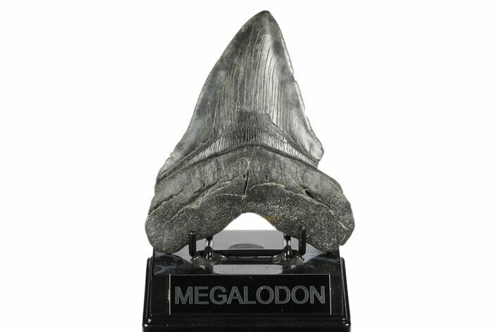 Fossil Megalodon Tooth - South Carolina #170327